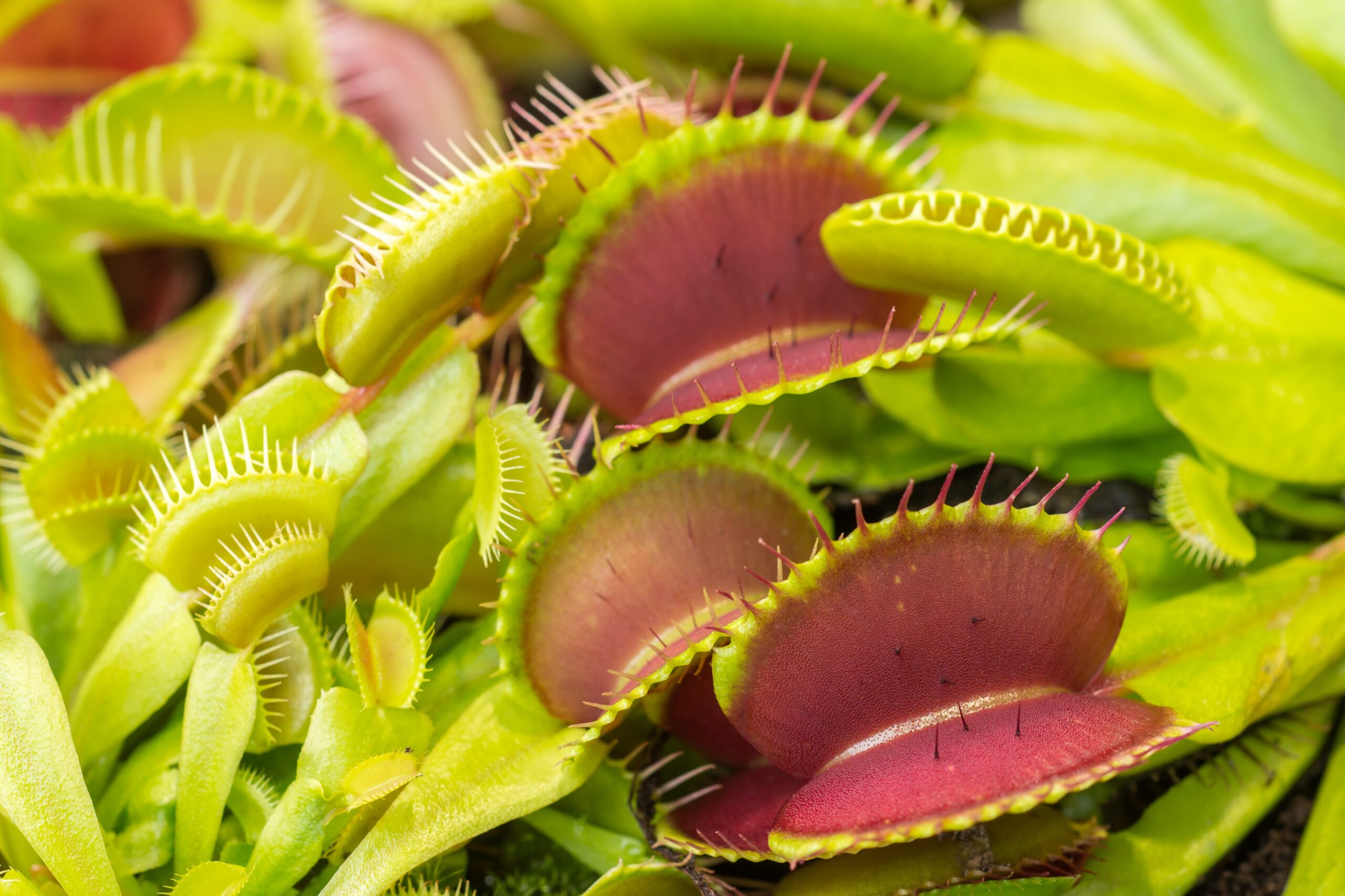 Fleischfressende Pflanzen warten auf Insekten.