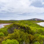 How Animals Use Earth’s Magnetic Field – The Hidden Navigation System