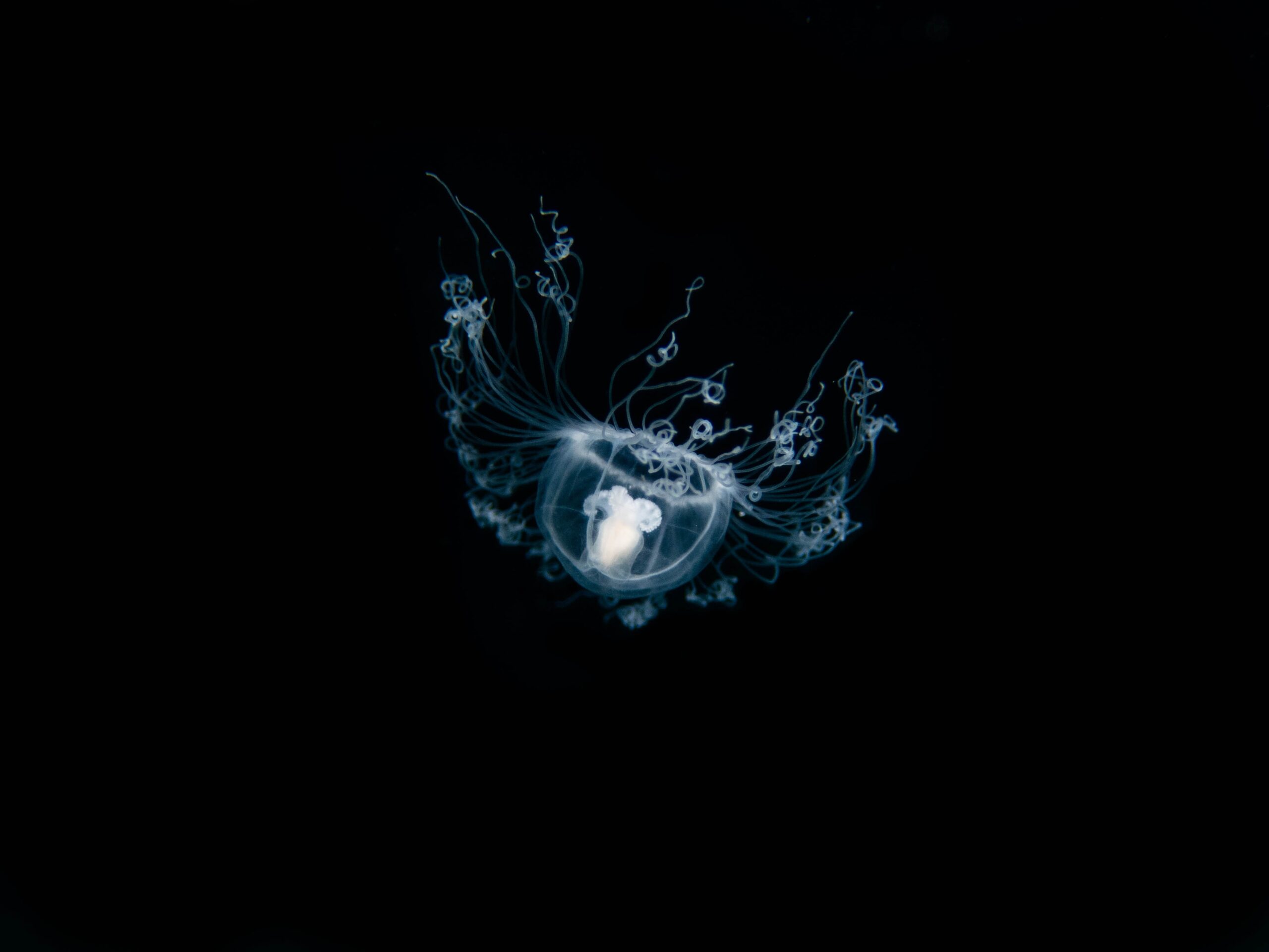Eine Qualle schwimmt durch das Wasser.