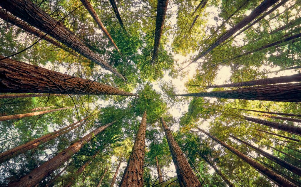 Eine Aufnahme nach oben gerichtet zwischen vielen Bäumen im Wald