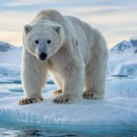The Immortals of Nature – Animals That Never Truly Age